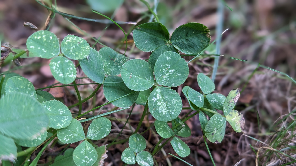 clover lawn