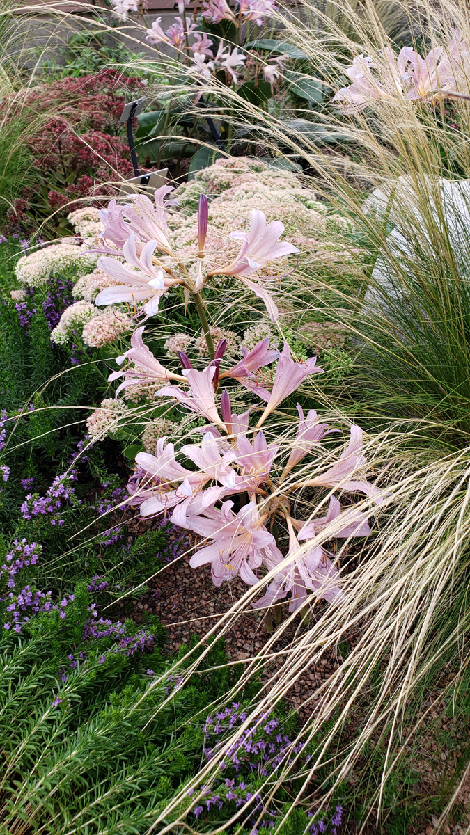 Surprise Lilies