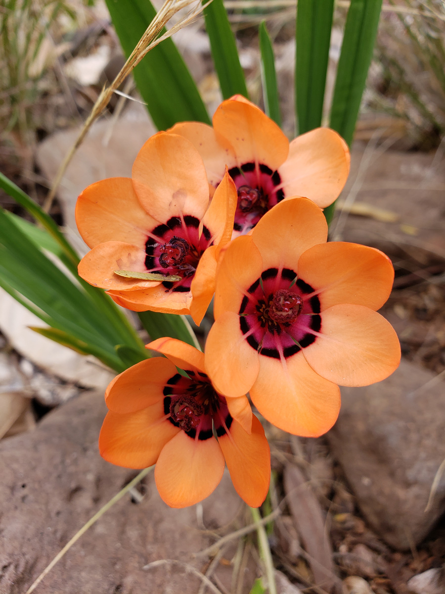 Cape Buttercup