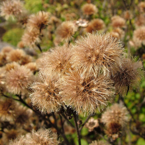 fall seed heads of new york ironweed