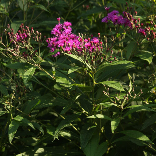 New york ironweed