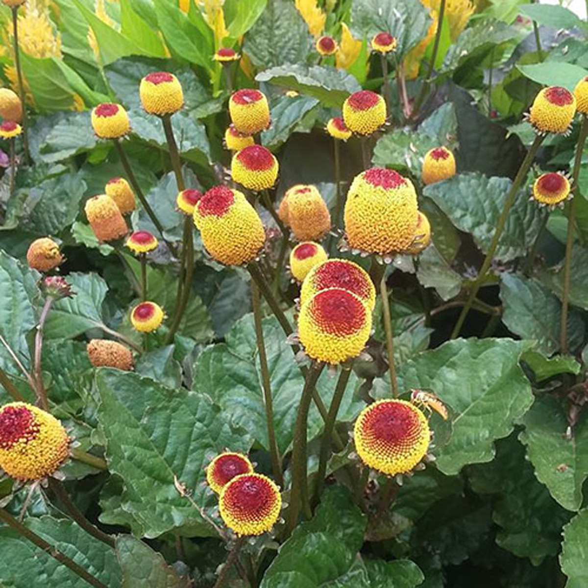 Grow a Halloween Garden with These Spooky Plants