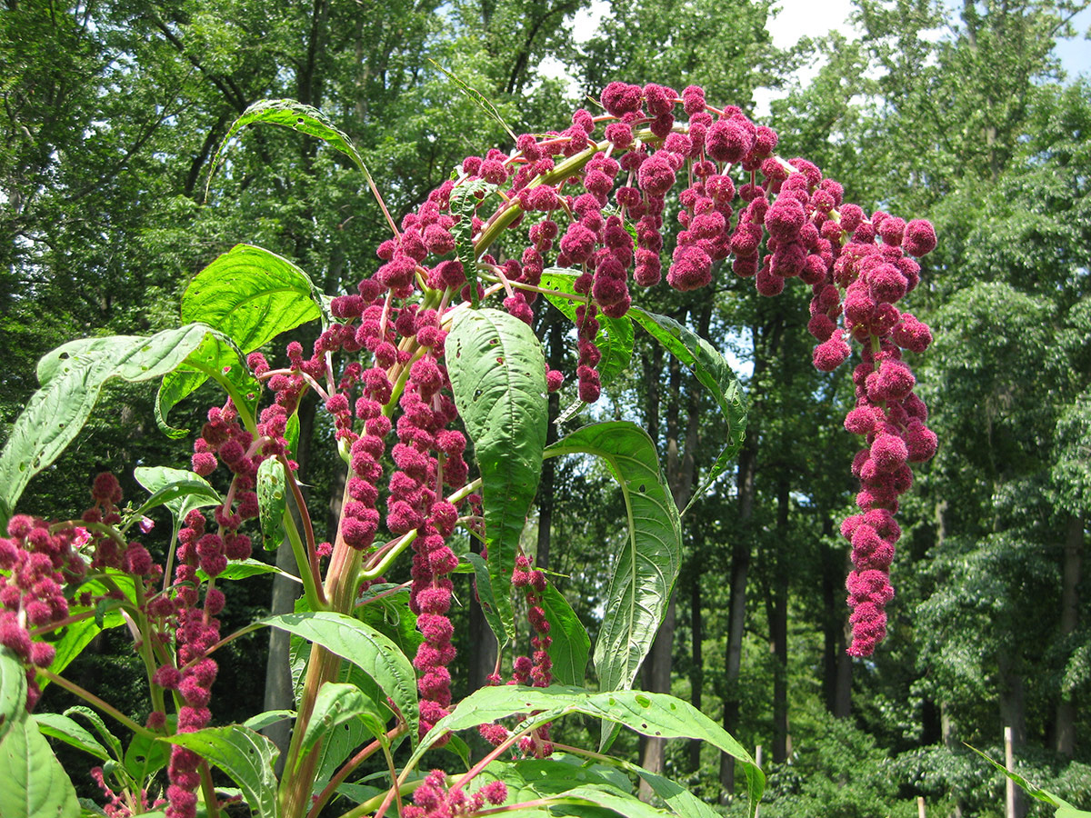  ‘Dreadlocks’ love-lies-bleeding, Scientific name: Amaranthus caudatus, annual. 