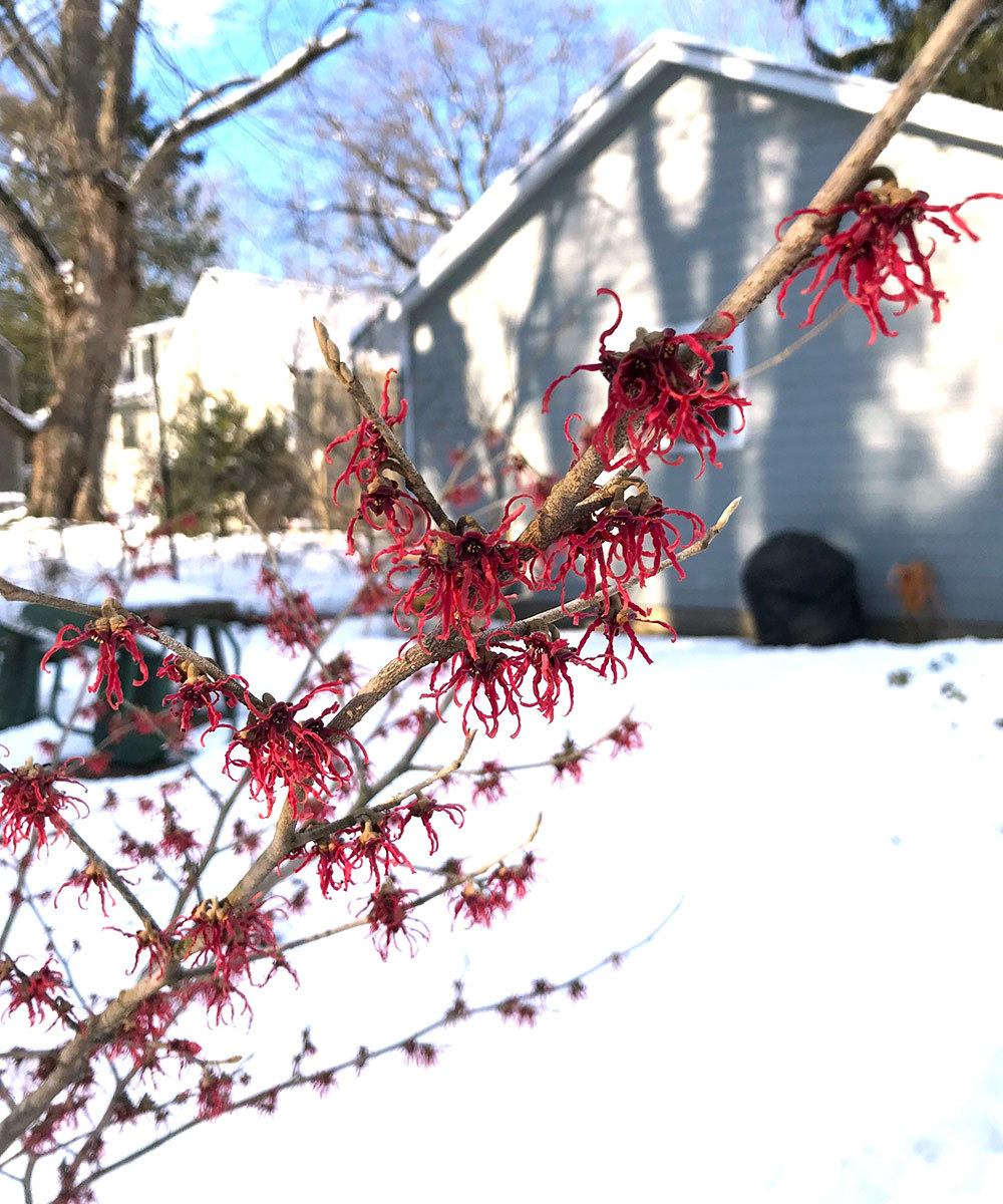 ‘Jelena’ witch hazel's blooms 