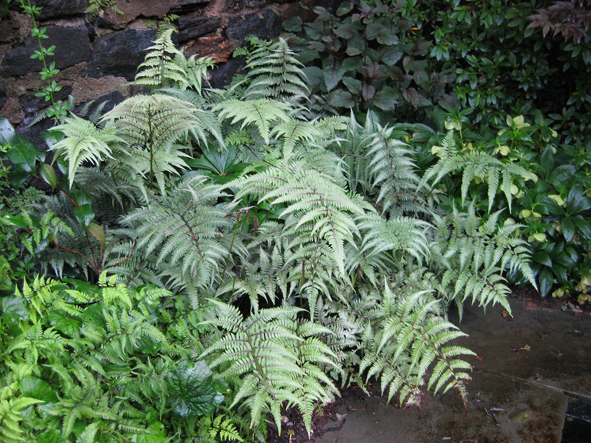 ‘Ghost’ hybrid painted fernAthyrium hybrida, Zones 4–8