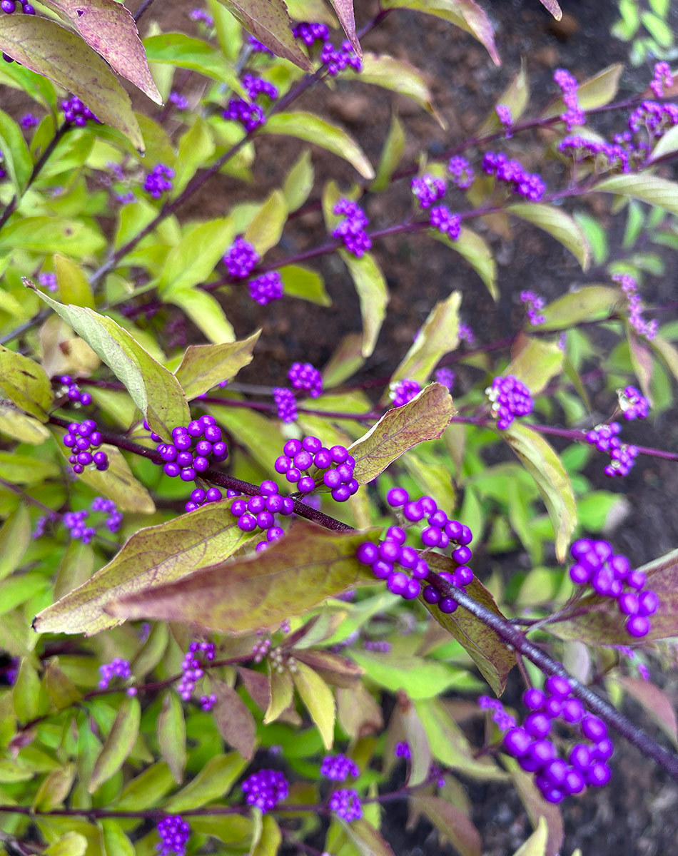 ‘Early Amethyst’ beautyberry