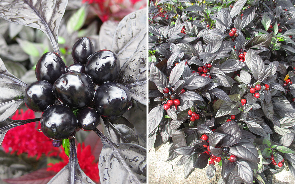 ‘Black Pearl’ ornamental hot pepperCapsicum annuum, annual