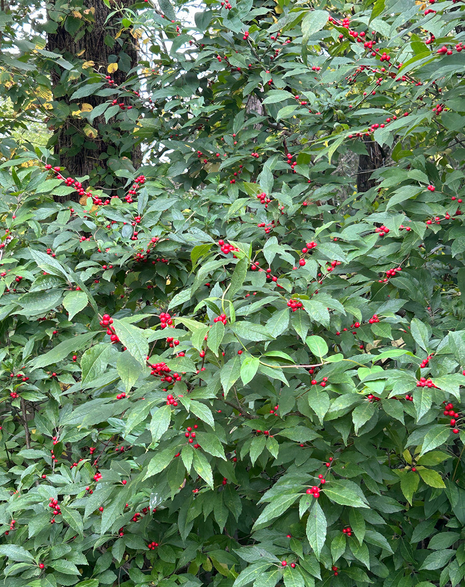 winterberry