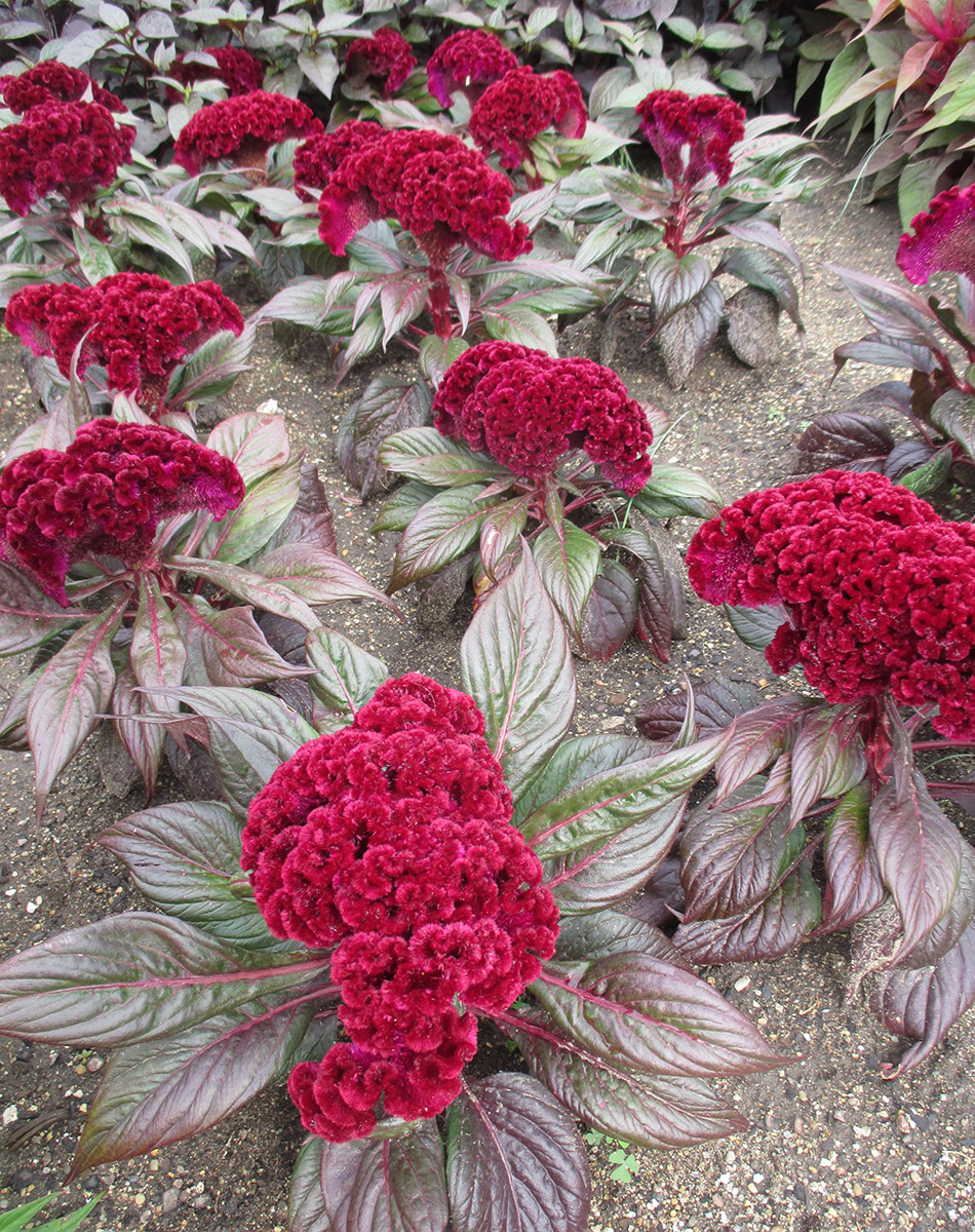 ‘Dracula’ cockscomb celosia Celosia cristata, annual