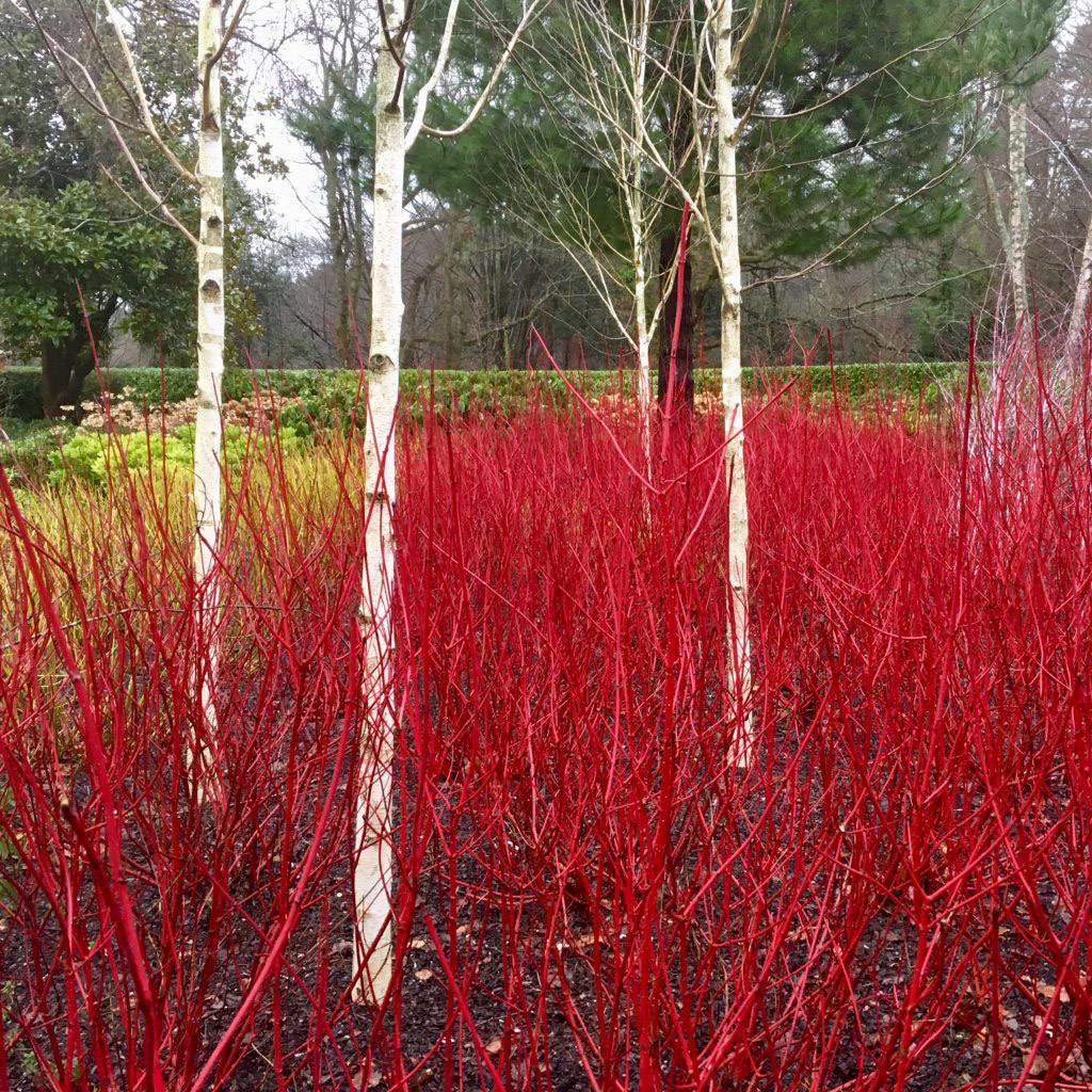 Himalayan birch and red twig dogwood 