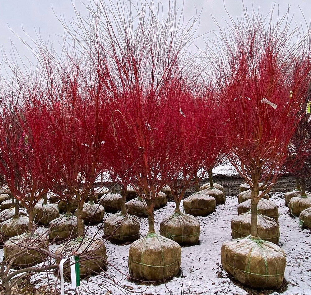 Coralbark maple