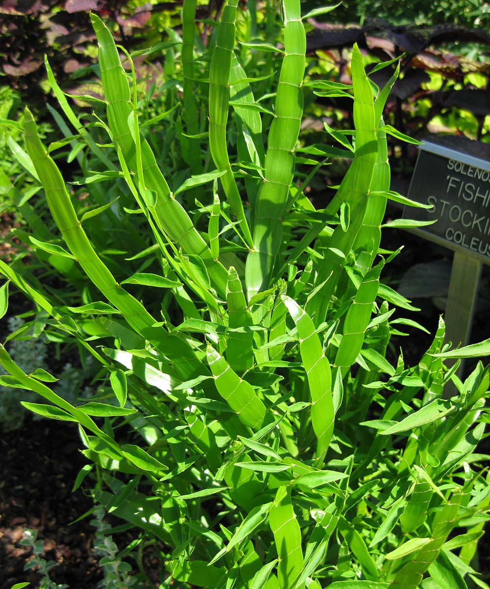 Ribbon bush Homalocladium platycladum, Zones 9–12 or as an annual