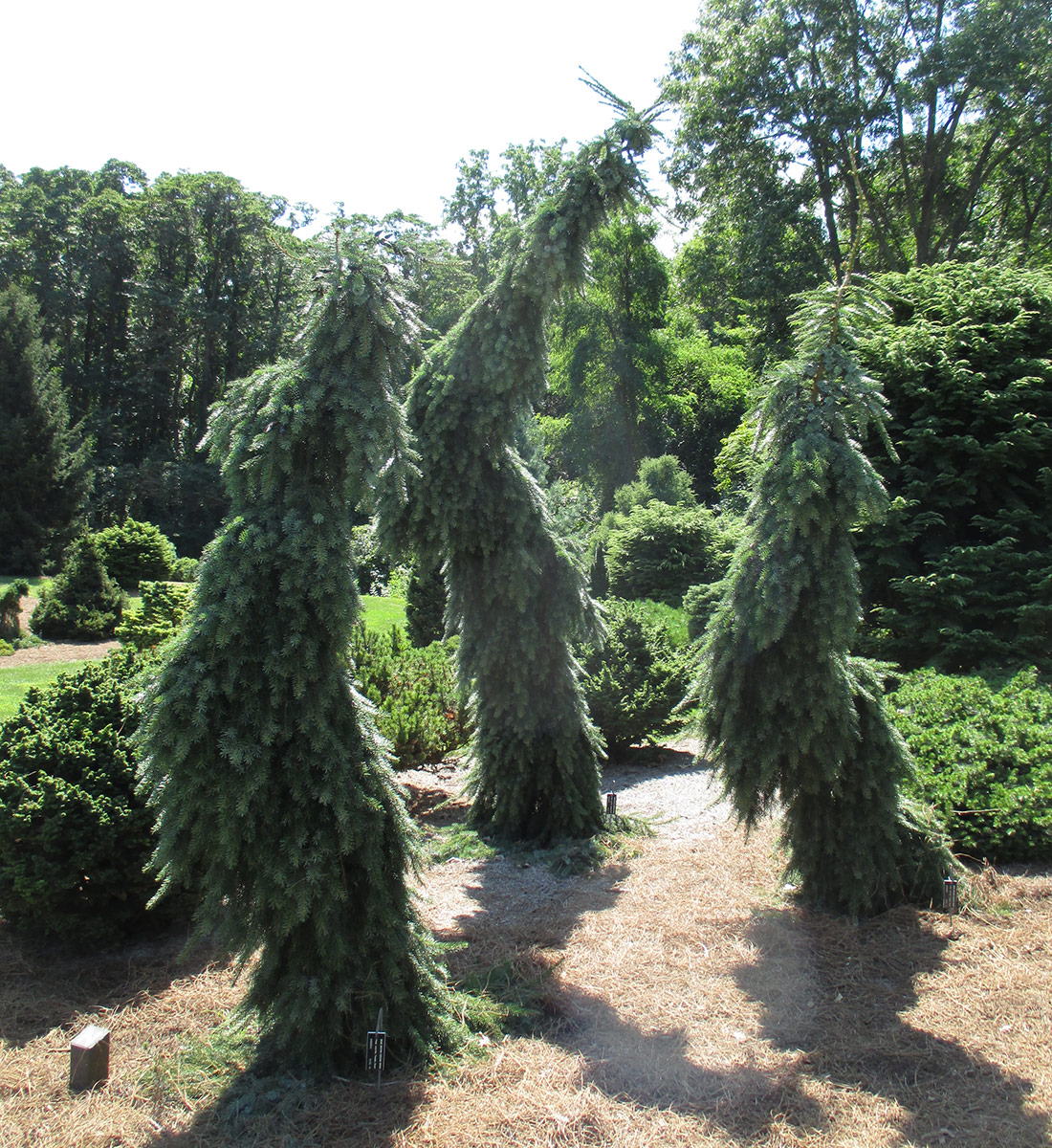 ‘Pendula Bruns’ weeping Serbian sprucePicea omorika, Zones 4–8