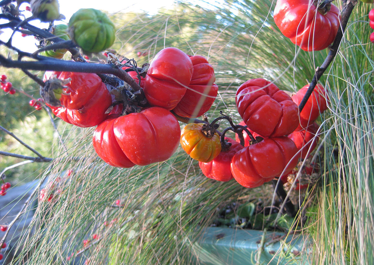 Pumpkin-on-a-stickSolanum integrifolium, Zones 9–11 or as an annual