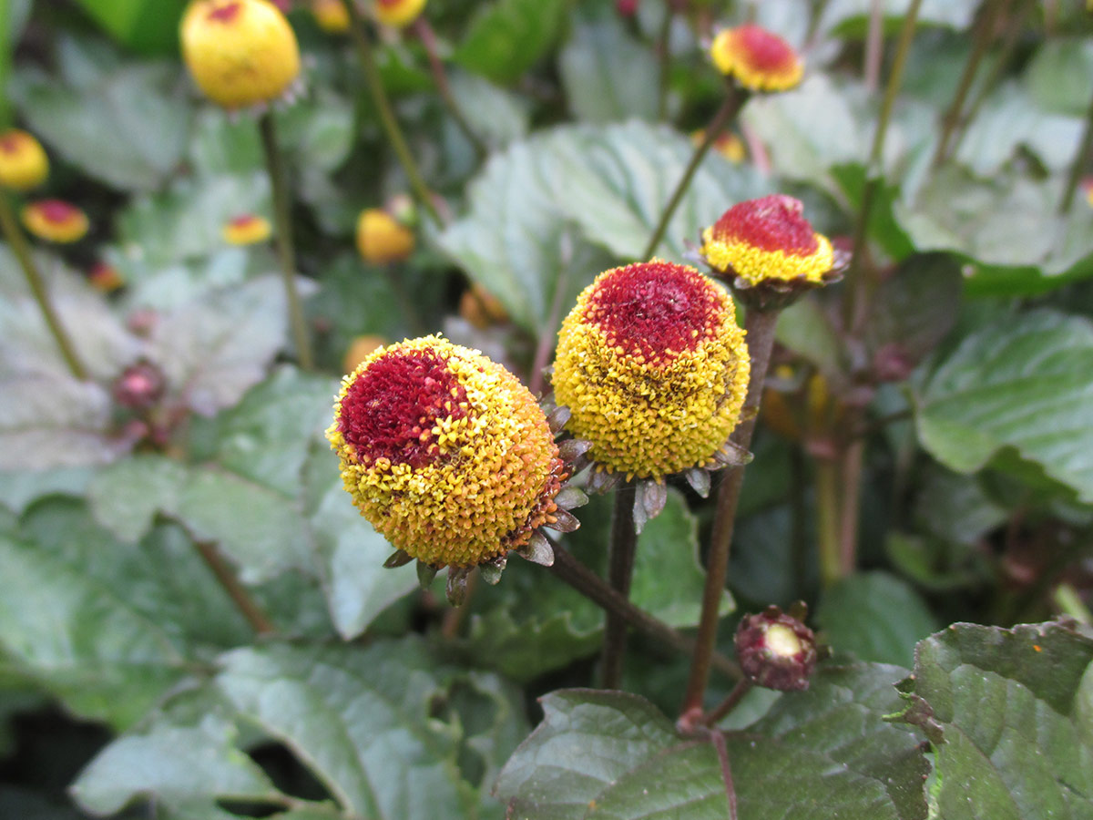 Peek-a-boo plantSpilanthes oleracea, Zones 9–11 or as an annual