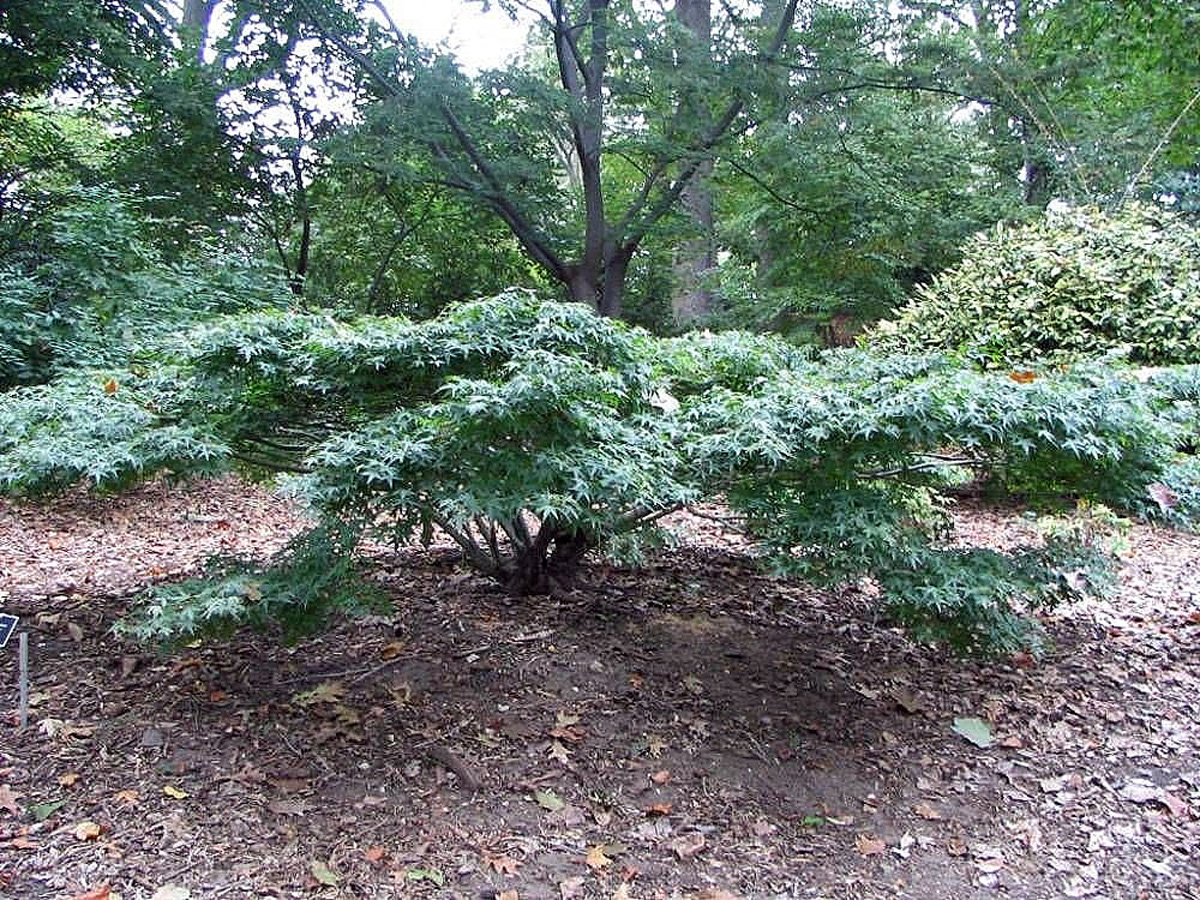 ‘Kiyohime’ Japanese maple