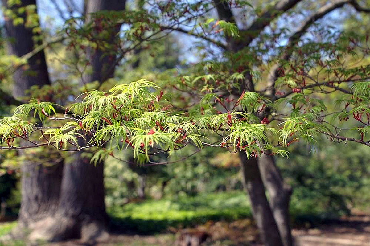 ‘Seiryu’ Japanese maple 