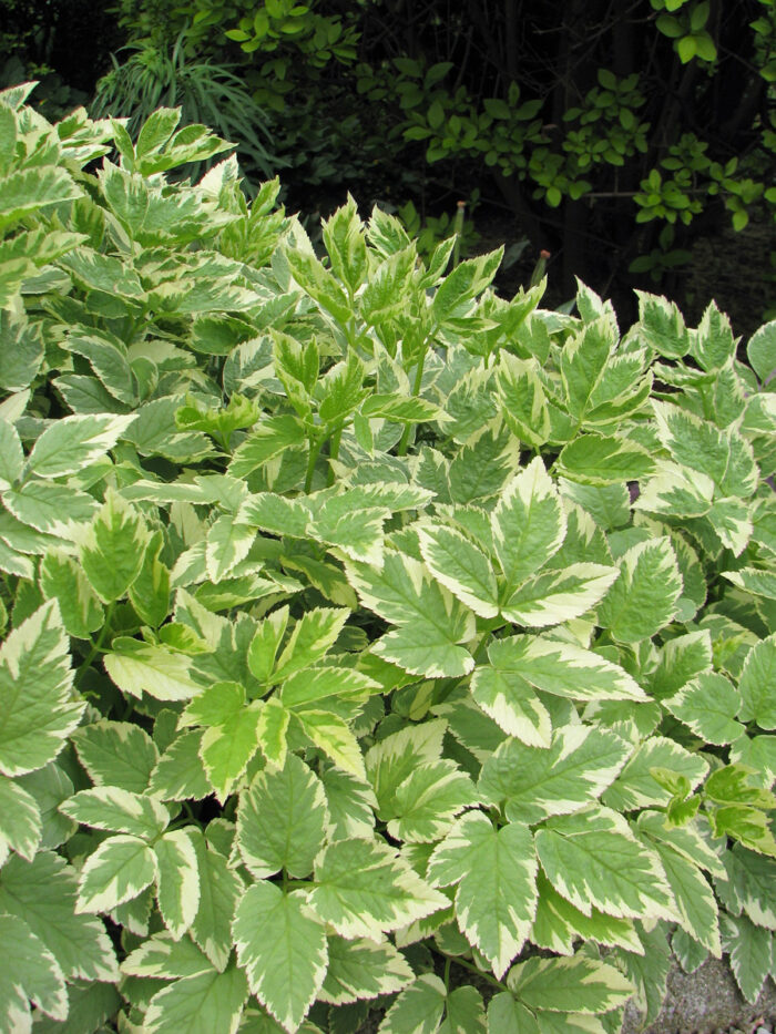 variegated bishops weed via wikimedia commons