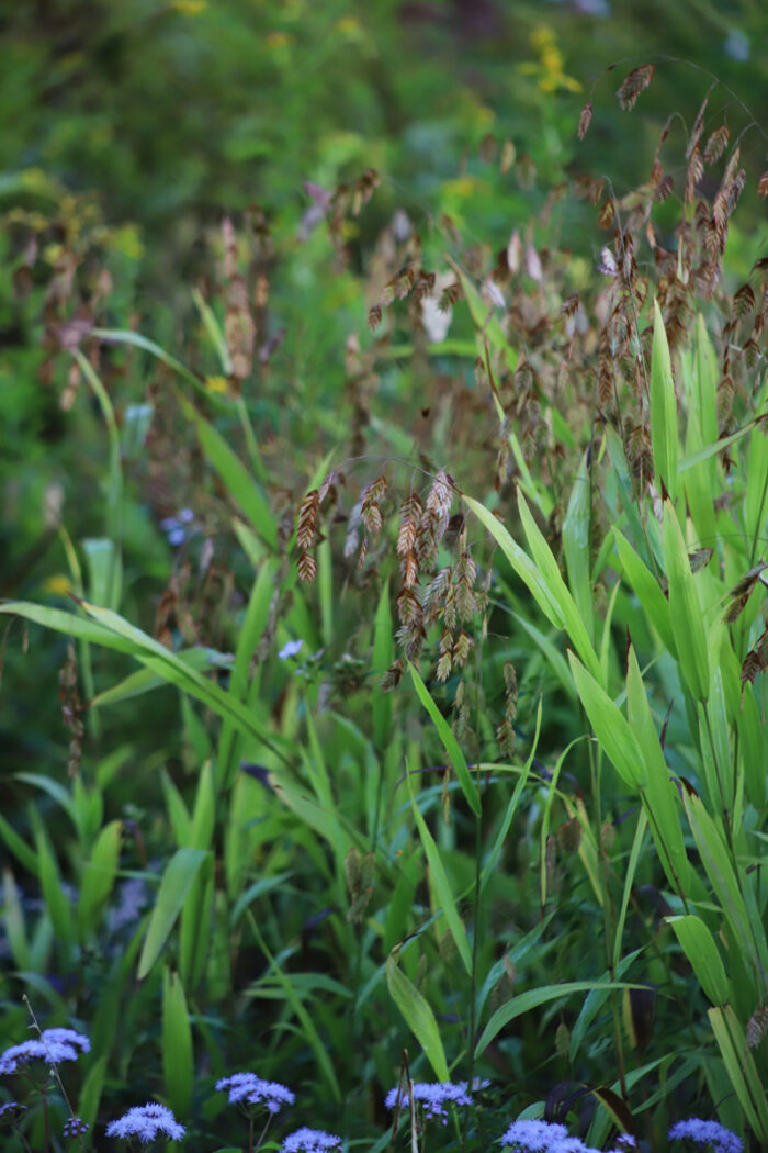 Northern sea oats