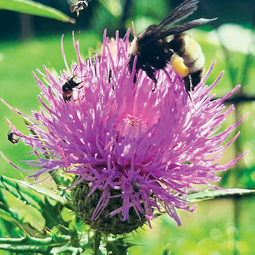 field thistle