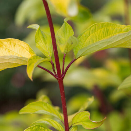 Neon Burst™ dogwood foliage and stems