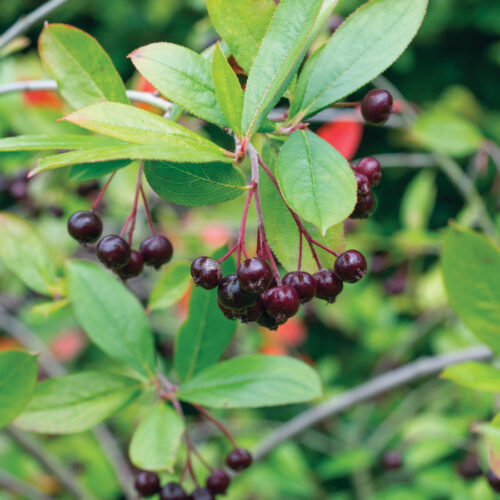 Aronia melanocarpa, Black Chokeberry