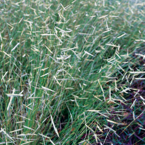 blue gama grass