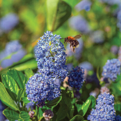 Ceanothus thyrsiflorus - Californian lilac - June