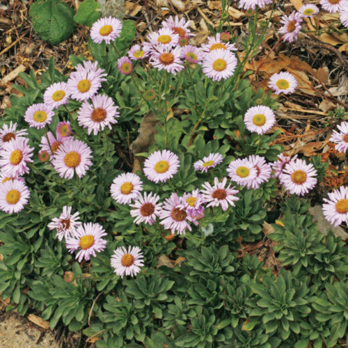 seaside daisy