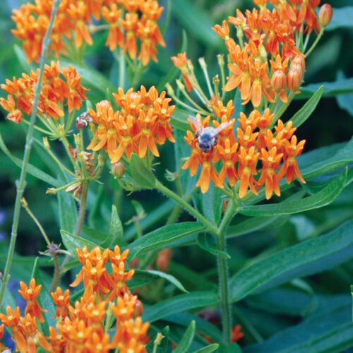 butterfly weed blooms