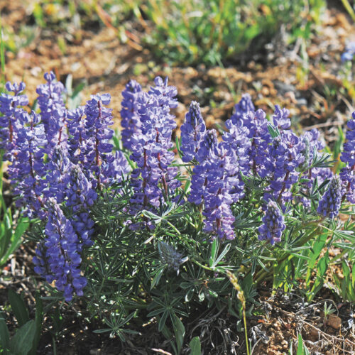 silvery lupine flowers