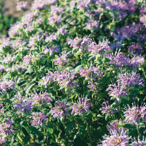 Monarda fistulosa, summer July