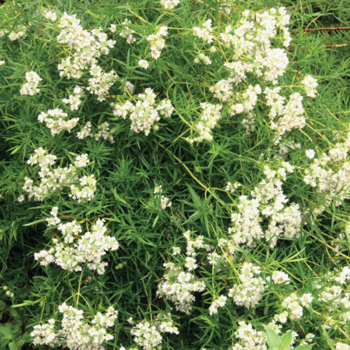 the white flowers of slender mountain mint