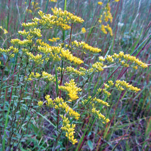 eastern gray goldenrod yellow flowers