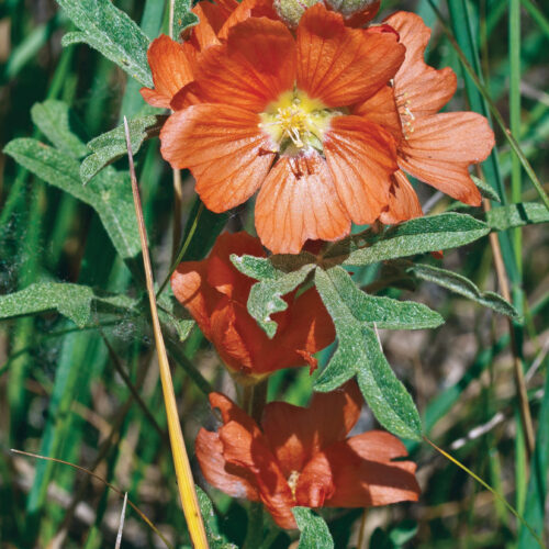 scarlet globemallow flower