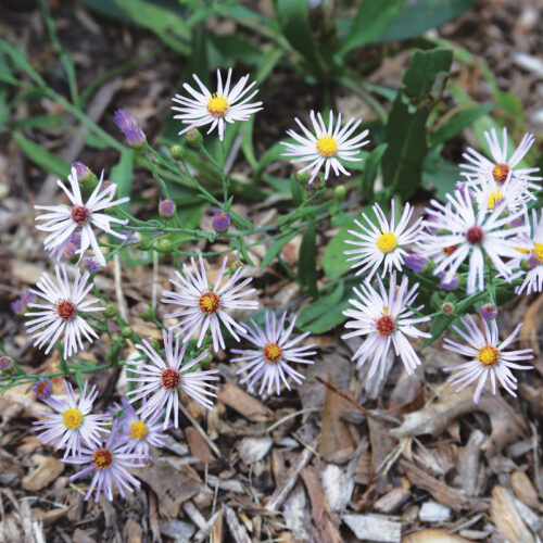 smooth aster flowers