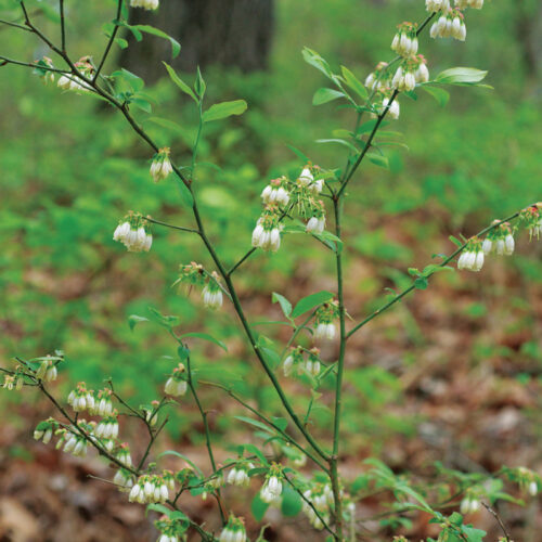 Mayberry, also known as Elliott's Blueberry, flowers