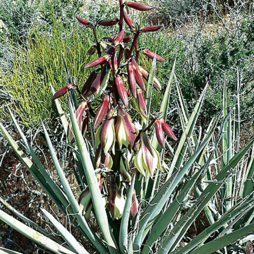 banana yucca