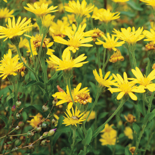 maryland goldenaster yellow daisy-like flowers