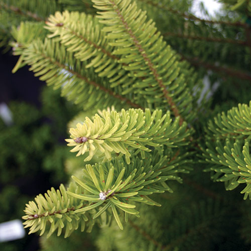 close up of Aurea Korean fir