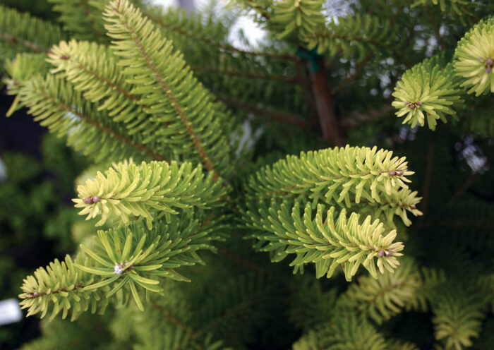 close up of Aurea Korean fir