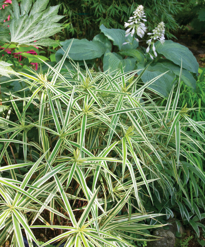 Sparkler palm sedge