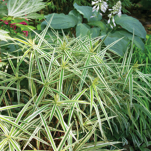 Sparkler palm sedge