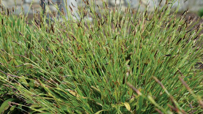 plantain-leaf sedge