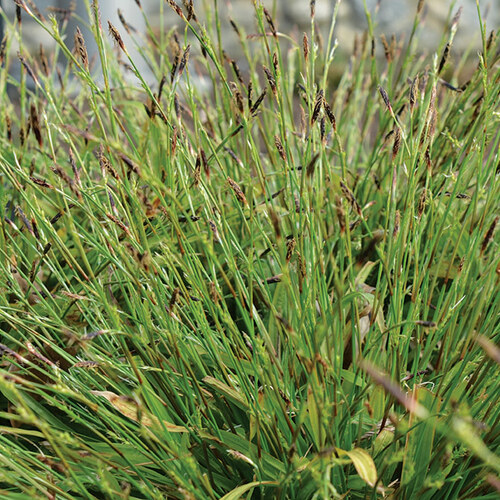 plantain-leaf sedge