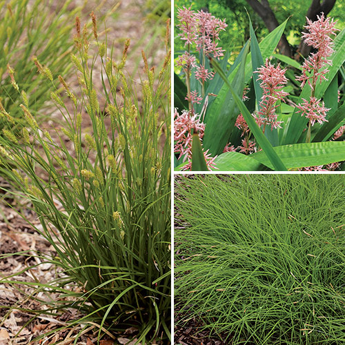 growing sedges