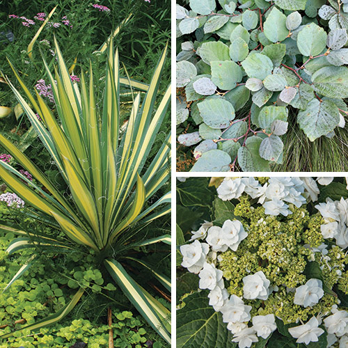 Blue Shadow Fothergilla, Color Guard Yucca and Wedding Gown Bigleaf Hydrangea