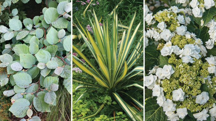 Blue Shadow Fothergilla, Color Guard Yucca and Wedding Gown Bigleaf Hydrangea