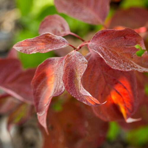 Neon Burst™ dogwood fall color