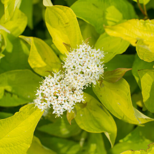 Neon Burst™ dogwood flowers